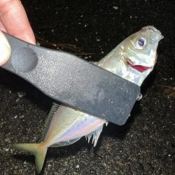 良型アジを探して2