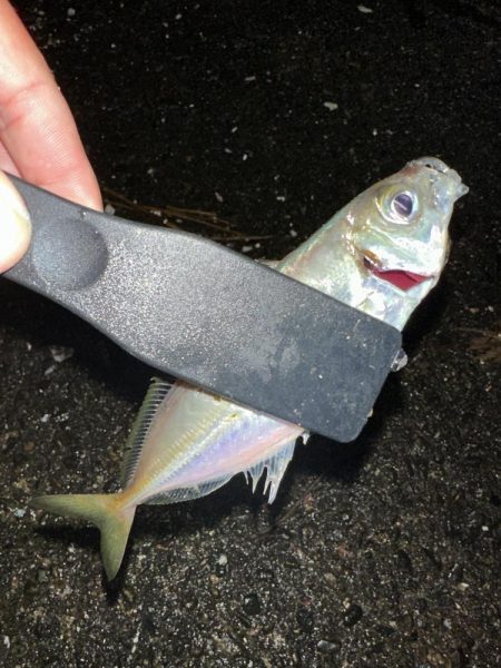 良型アジを探して2