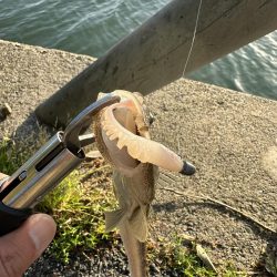 フラットフィッシュ狙って