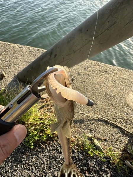 フラットフィッシュ狙って