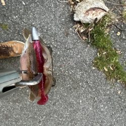 出た！ランカーマゴチ！