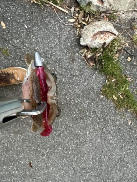 出た！ランカーマゴチ！