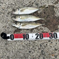 朝マヅメアジング