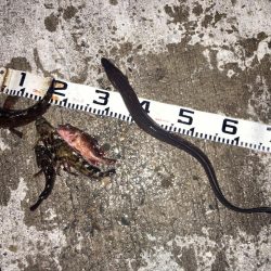 春の伝助アナゴ！