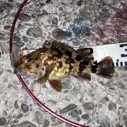 グレにカサゴに寒ボラに