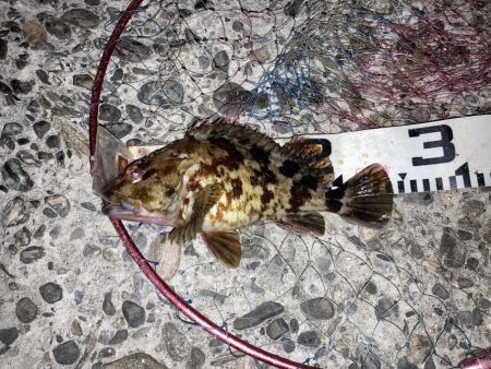 グレにカサゴに寒ボラに