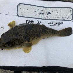 避難訓練と大ボラ