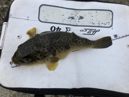 避難訓練と大ボラ