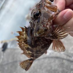 何も釣れないときこそガッシー(^^)