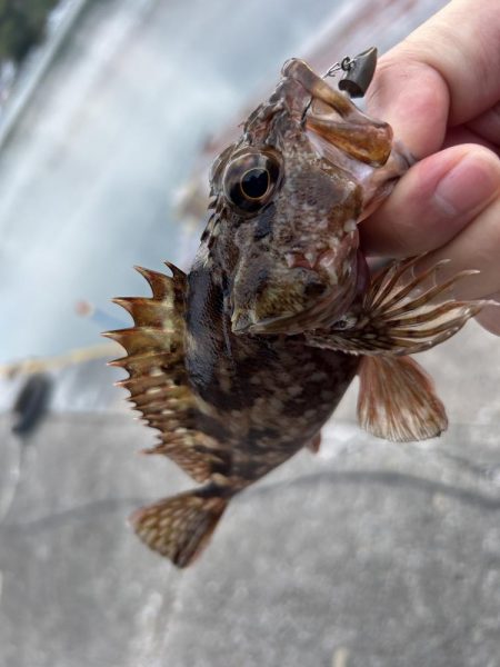 何も釣れないときこそガッシー(^^)