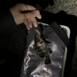 メバリング最盛期！