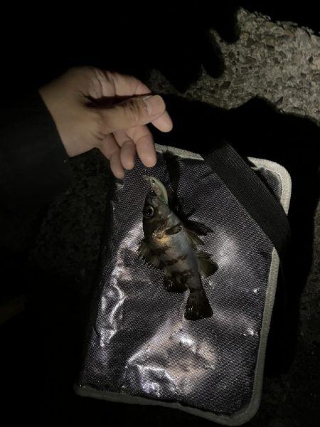 メバリング最盛期！