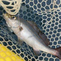 五島カヤック調査