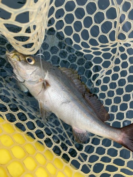 五島カヤック調査