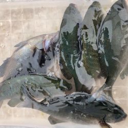 ウキ釣りでコッパグレ