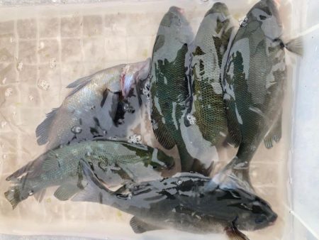 ウキ釣りでコッパグレ