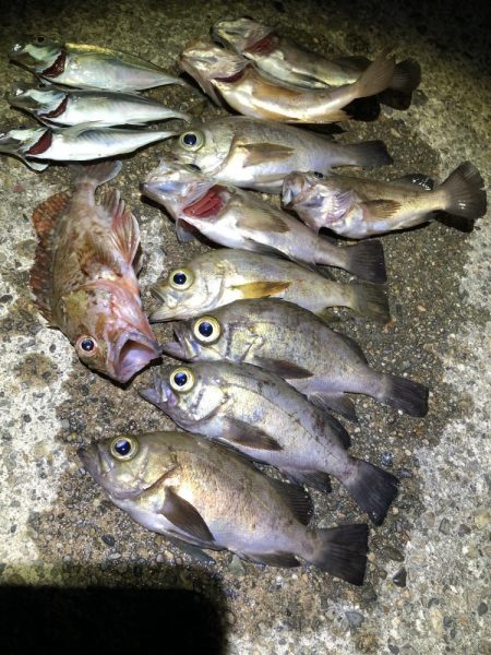 久々のライトゲーム