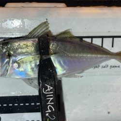 アジングイベント03