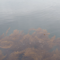 まだ早かったノッコミチヌ