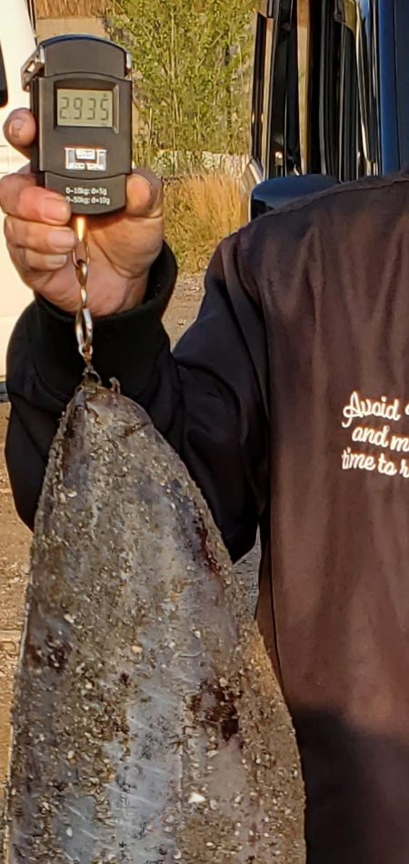 春アオリ久しぶりの二キロごえ