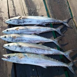 久々のサゴシ釣行