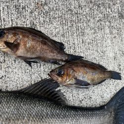 エビ撒き🦐釣れてます