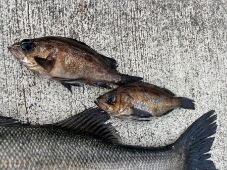 エビ撒き🦐釣れてます