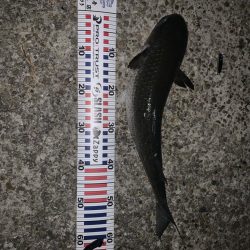 今年はボラが多い？