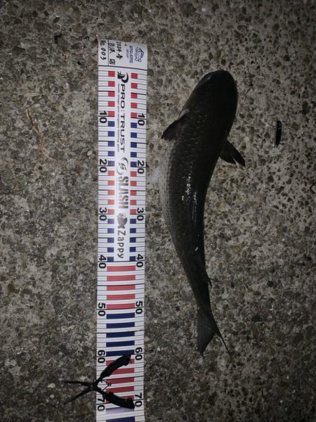 今年はボラが多い？