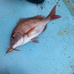 タイラバ＆ティップラン