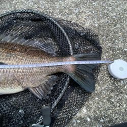 チニング チニング 楽しいな