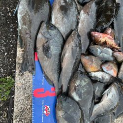 魚津港 フカセ釣り