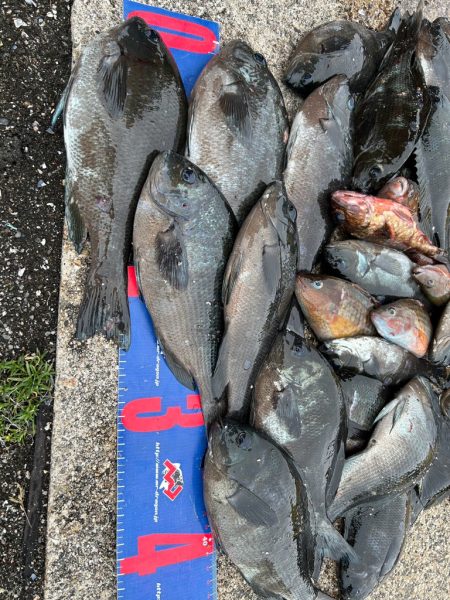 魚津港 フカセ釣り