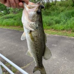 3匹の釣果です‼️