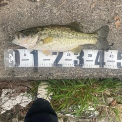 またまた早朝に