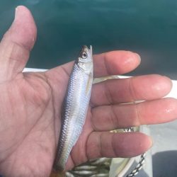 ヒメマス&わかさぎ釣り