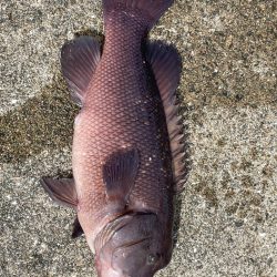 やっと釣れた^_^