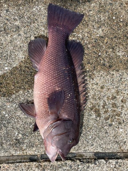 やっと釣れた^_^