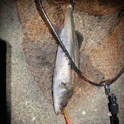 春のシーバスフィッシング