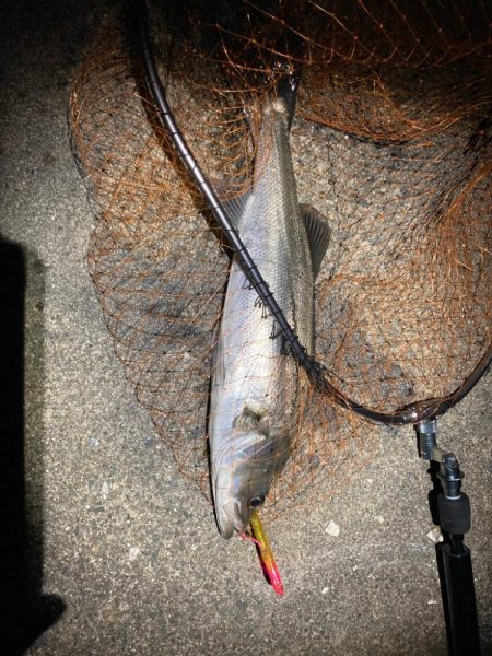 春のシーバスフィッシング