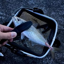 久々に活動開始❗️