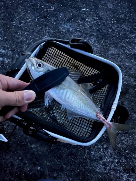 久々に活動開始❗️