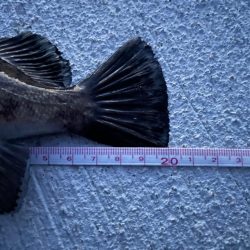 テクテクとメバリング