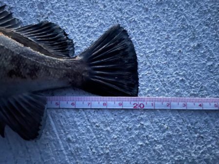 テクテクとメバリング