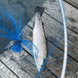 今期最後のサーモンコーナー