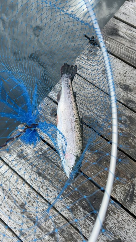 今期最後のサーモンコーナー