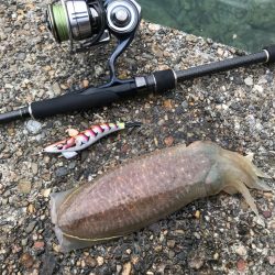 コウイカエギング!