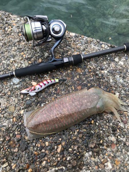 コウイカエギング!