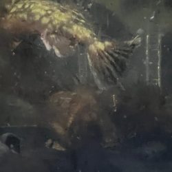 淡路島釣行1日目