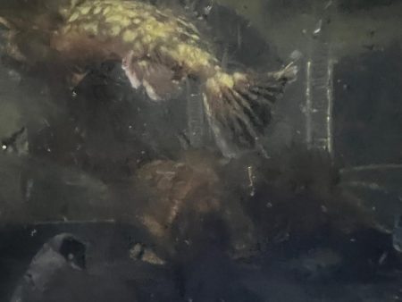 淡路島釣行1日目